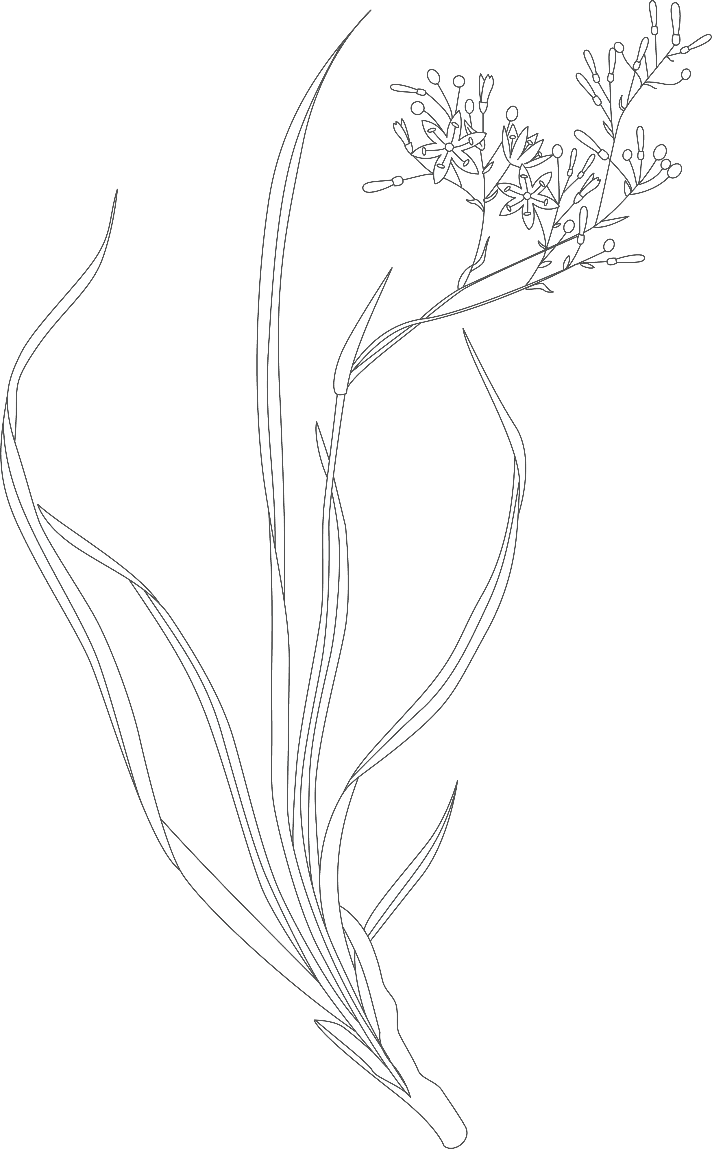 Botanical