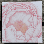 Load image into Gallery viewer, Unfurling Peony (Art Card)
