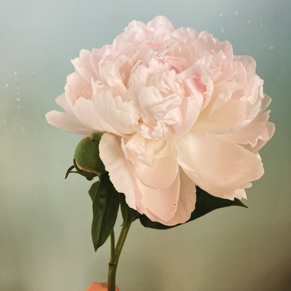 Close-up of a pink peony flower with a soft focus background