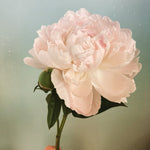 Load image into Gallery viewer, Close-up of a pink peony flower with a soft focus background

