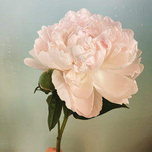Close-up of a pink peony flower with a soft focus background