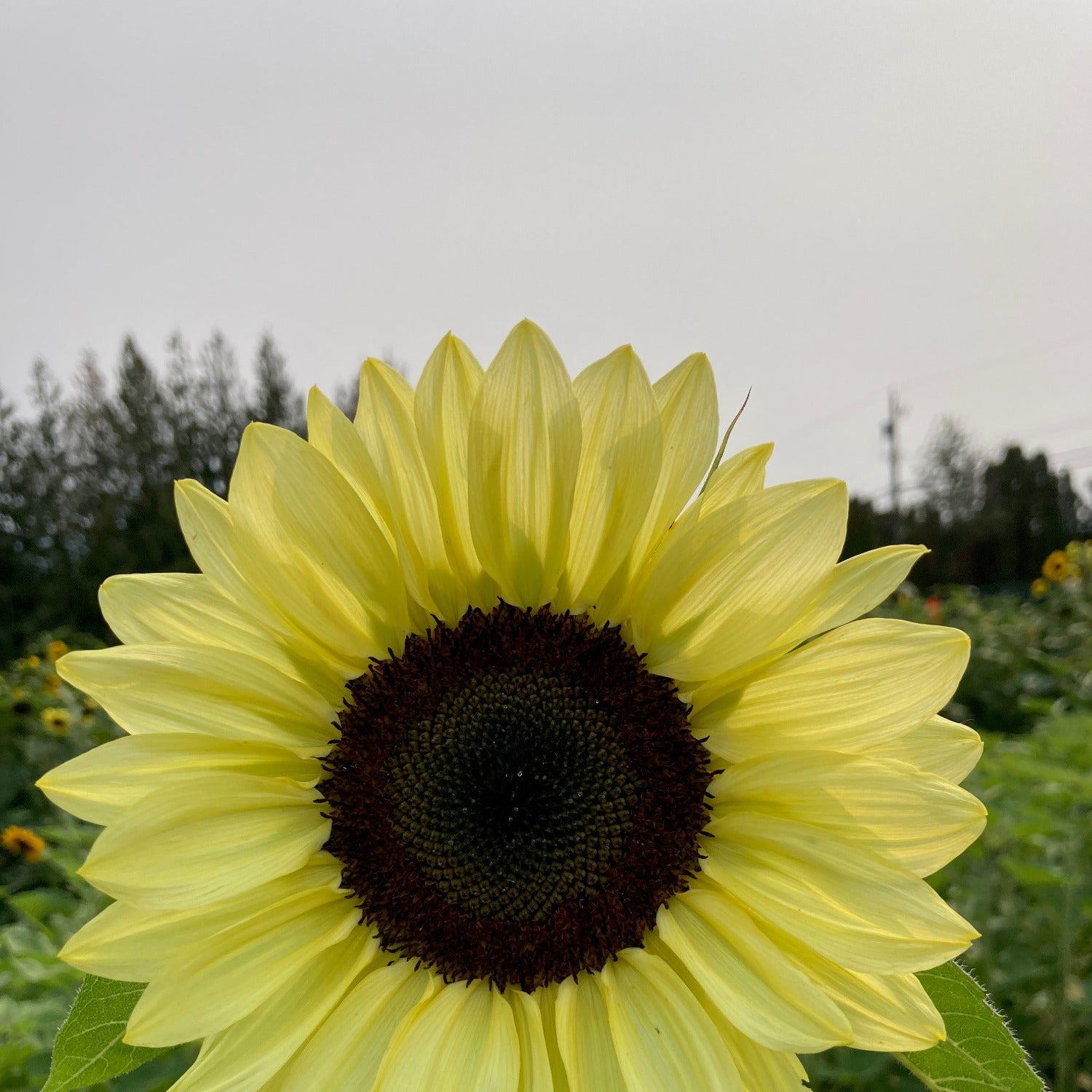 Pollen-less Sunflower