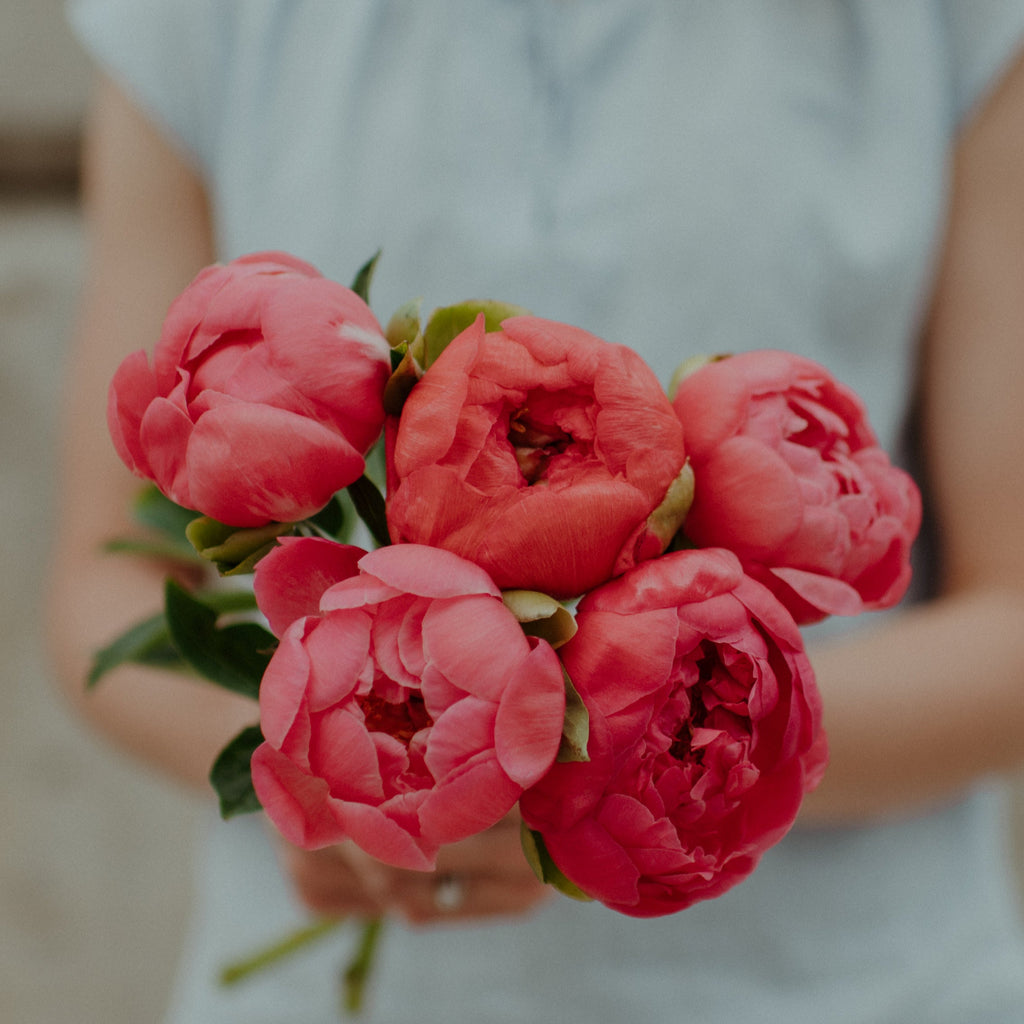 Person holding a bouquet of coral peony flowers with a blurred background