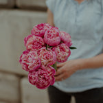 Load image into Gallery viewer, Person holding a bouquet of pink peonies against a neutral background
