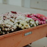 Load image into Gallery viewer, Peony &quot;Lillian Wild&quot;
