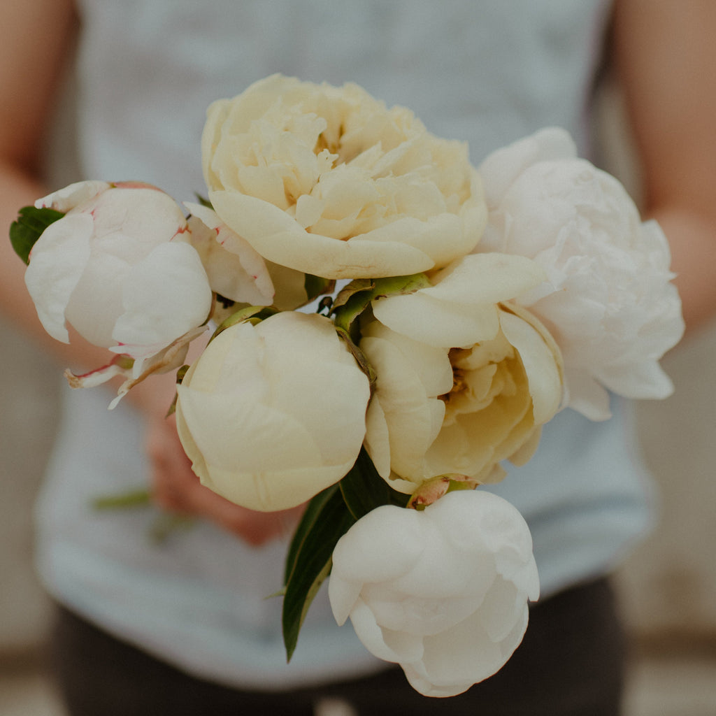 Bouquet of white flowers held by a person with a blurred background