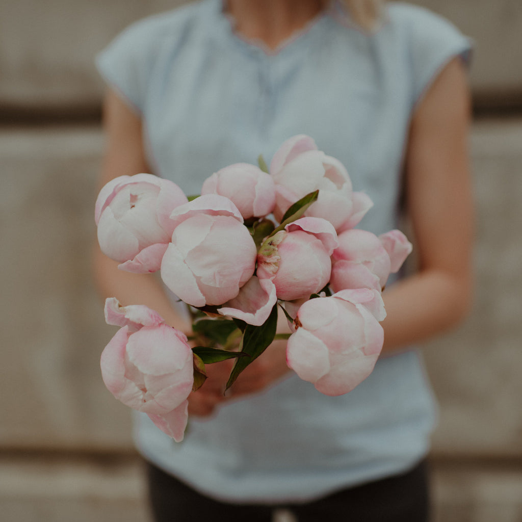 Person holding a bouquet of blush peony flowers against a blurred background
