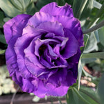 Load image into Gallery viewer, Lisianthus
