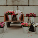 Load image into Gallery viewer, cut peonies in buckets on display.
