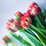Load image into Gallery viewer, Mother&#39;s Day Tulip Bouquet (pre-order only)
