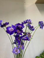 Load image into Gallery viewer, Scabiosa Fama
