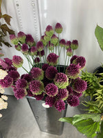 Load image into Gallery viewer, Drumstick Allium
