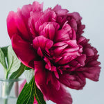 Load image into Gallery viewer, Peony Red Charm
