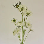 Load image into Gallery viewer, Scabiosa Fama
