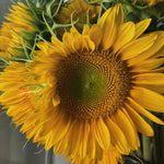 Load image into Gallery viewer, sunflower-sunrich-gold
