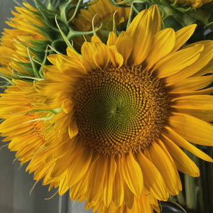 sunflower-sunrich-gold