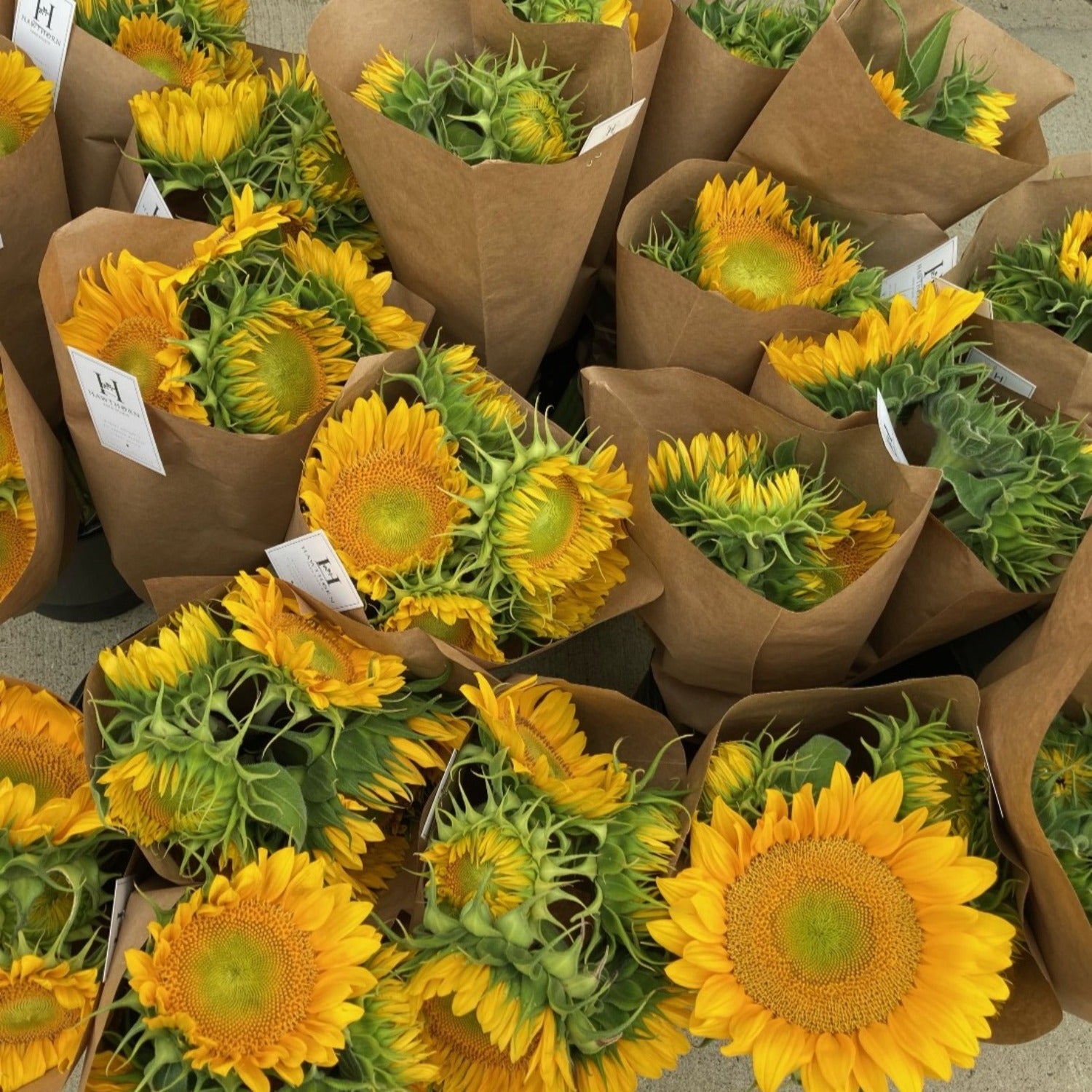 hawthorn-farm-sunflower-delivery